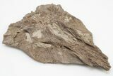 Fossil Mosasaur (Platecarpus) Skull Bone - Kansas #197610-1